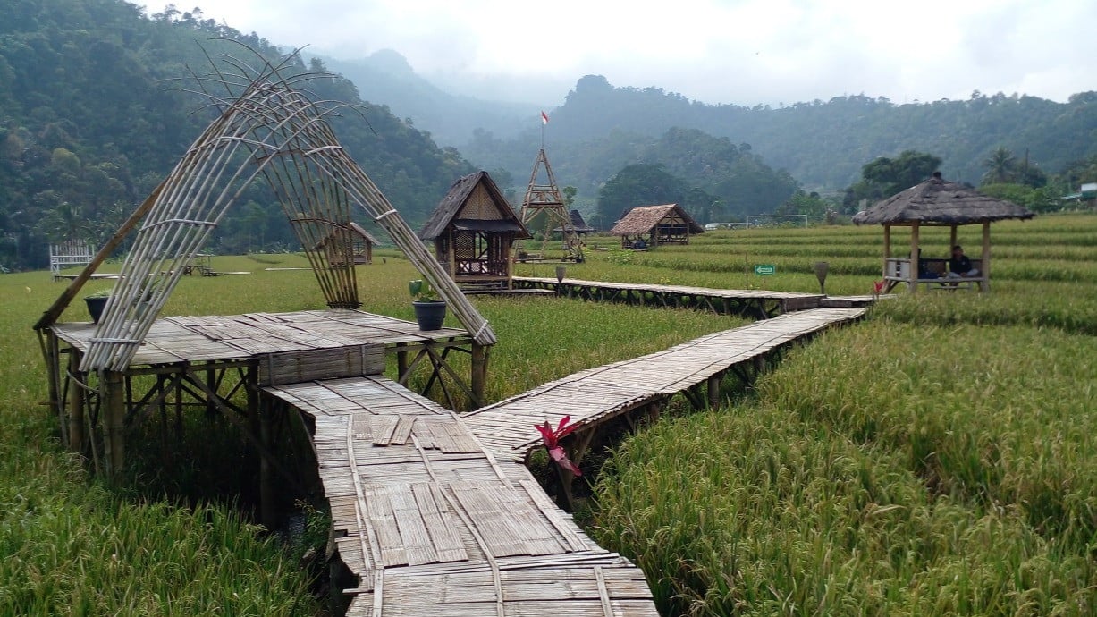 Agrowisata Sawah Desa Bojong