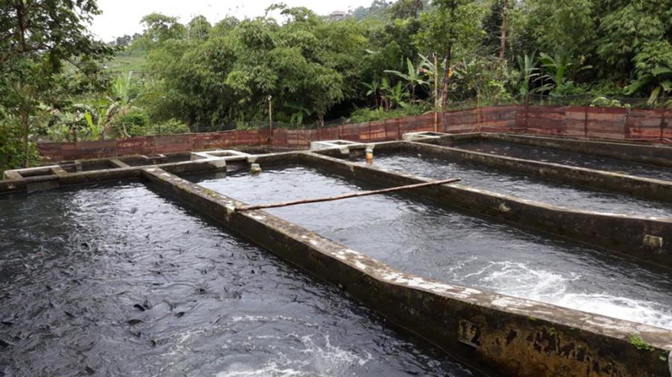 Perikanan Air Tawar Desa Bojong