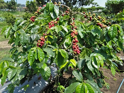 Tanaman Kopi Desa Bojong