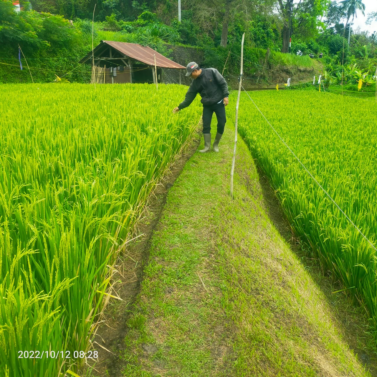Sawah Padi Desa Bojong