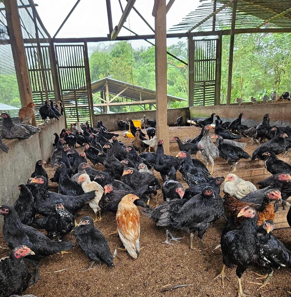 Peternakan Ayam Desa Bojong